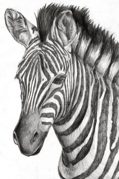 50+ Easy Animal Sketches Drawing Ideas - HARUNMUDAK