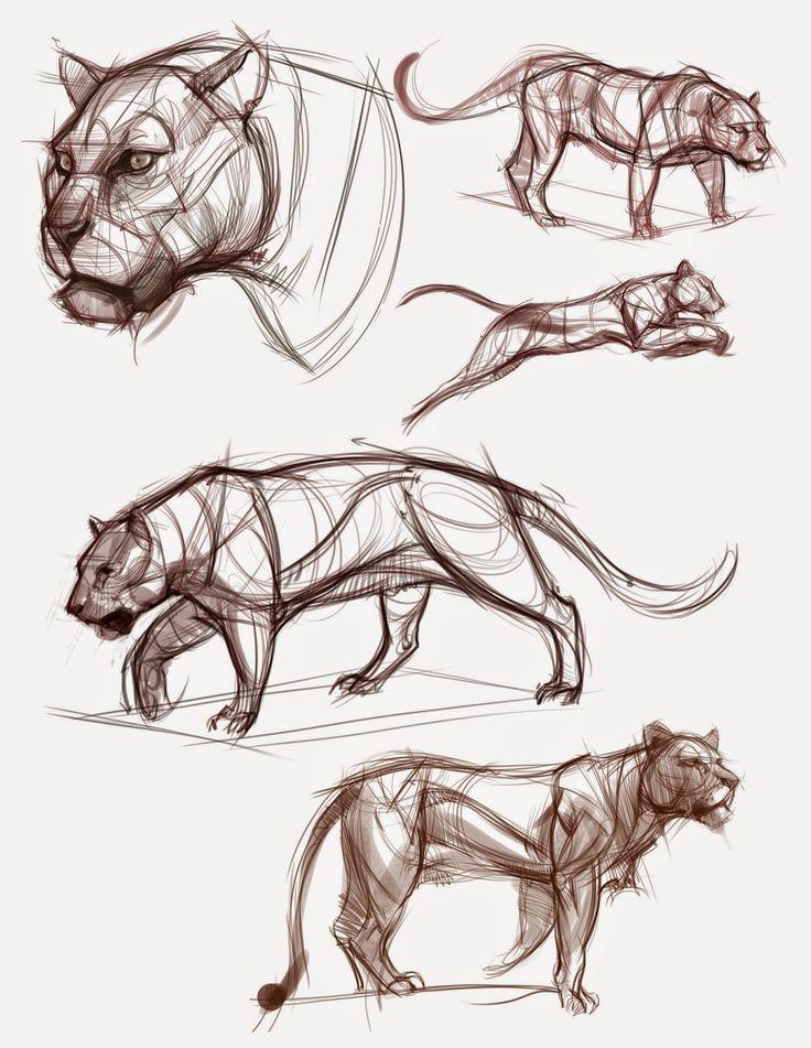 animal sketch ideas