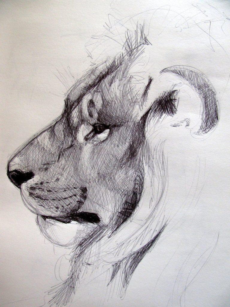 25 Beautiful and Realistic Animal Drawings around the world