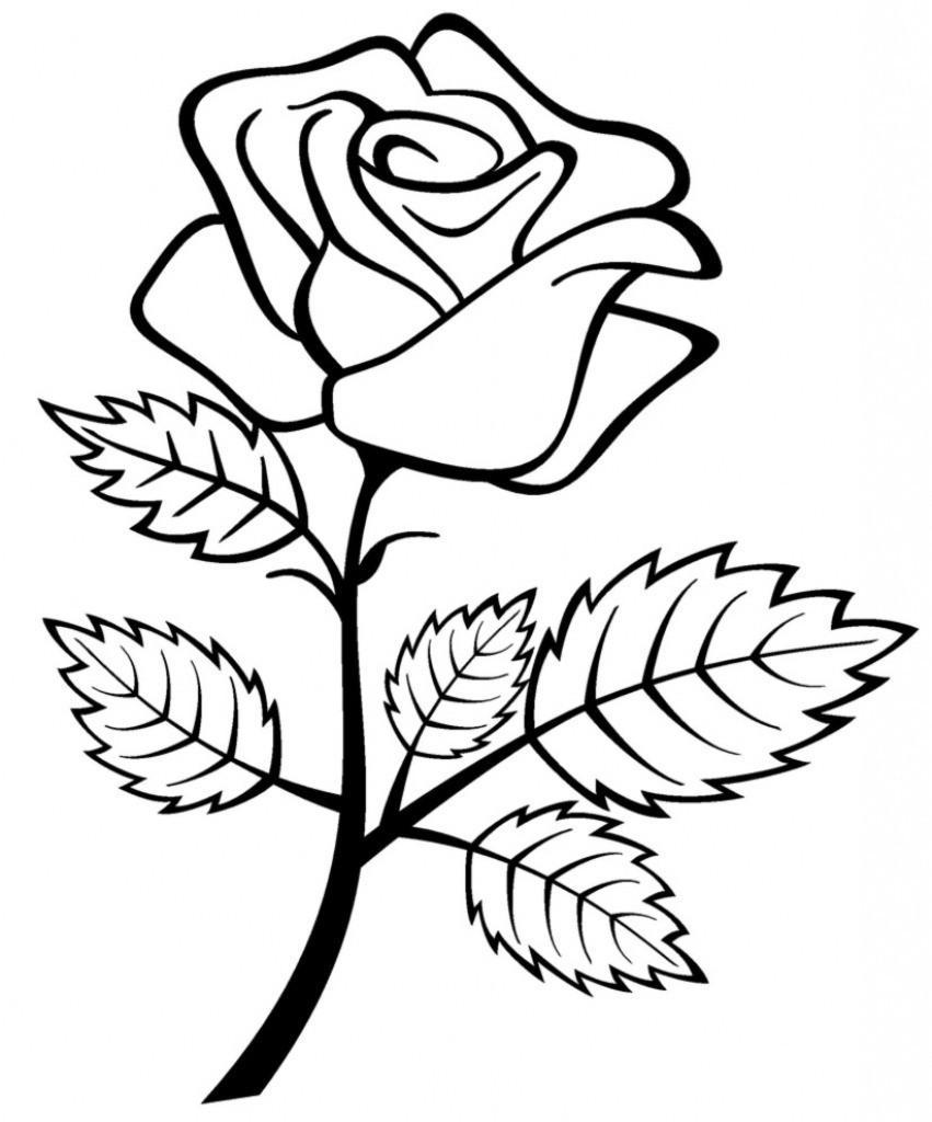 How to Draw a Beautiful Rose  StepbyStep Tutorial