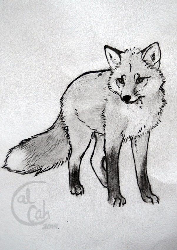 Printable Sketches Of Foxes