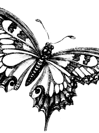 butterfly drawing 2 1