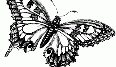 butterfly drawing 2 1