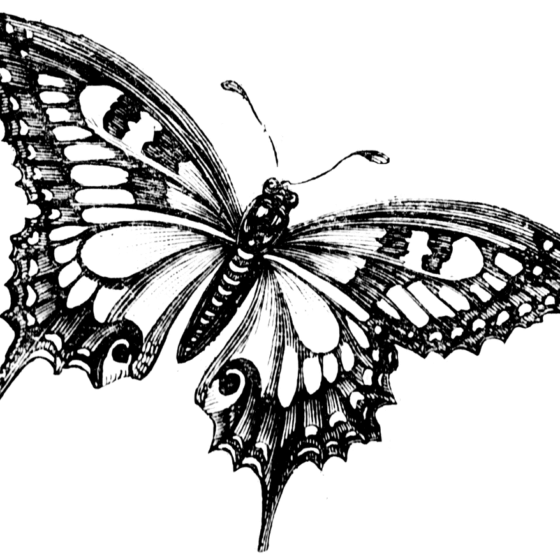 butterfly drawing 2 1