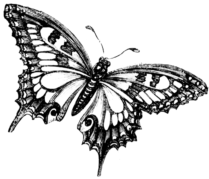 butterfly drawing 2 1