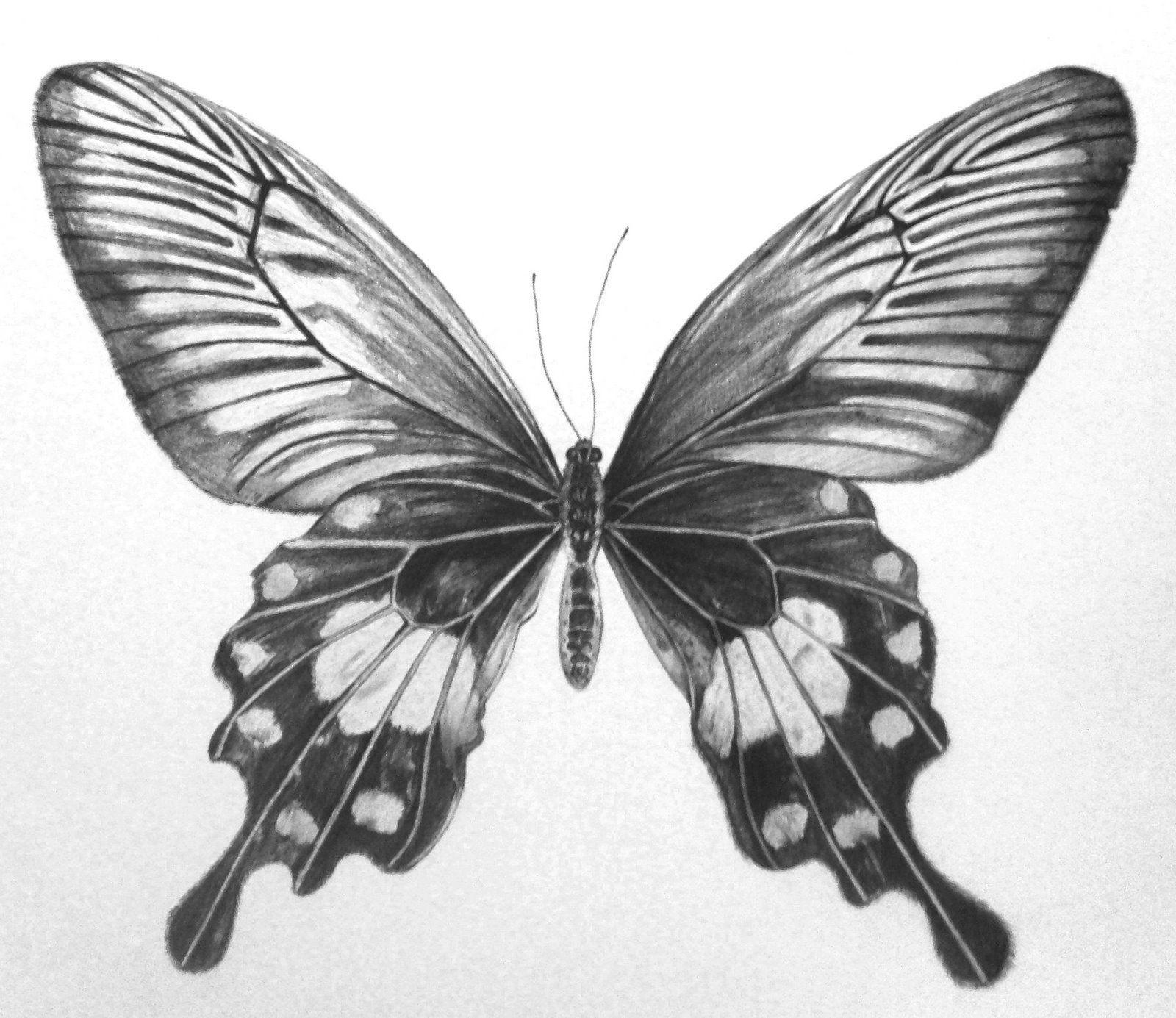 butterfly sketch small