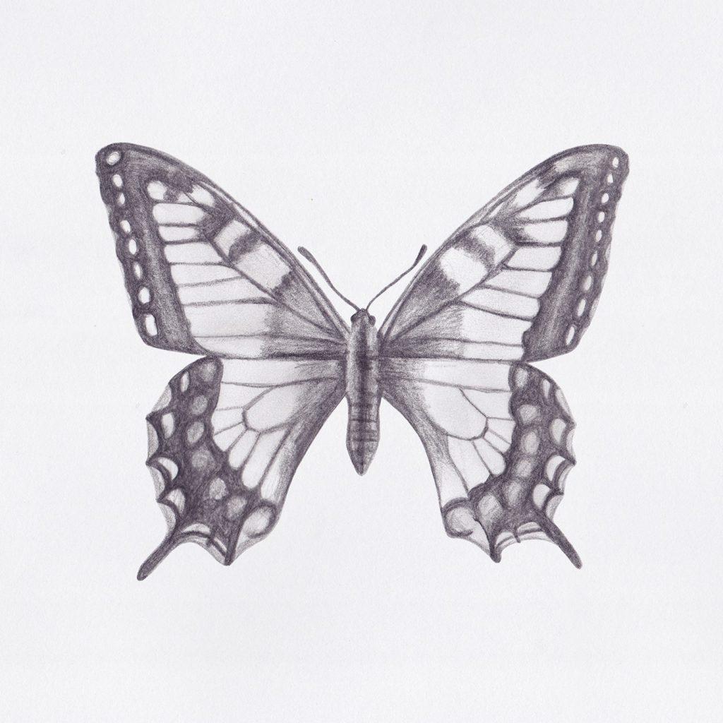 35+ Butterfly Drawing Ideas - HARUNMUDAK