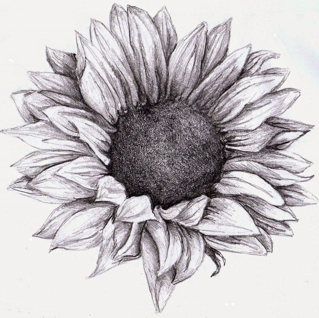 20+ Sunflower Drawing Ideas For Beginners HARUNMUDAK