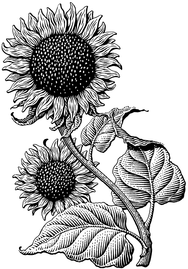 Sunflower vector Isolated grain seed stem blossom sunflower bud leaf  and flower illustration Sketched helianthus outline floral ink pen  Wildflower freehand sketch drawing on white background Stock Vector  Adobe  Stock