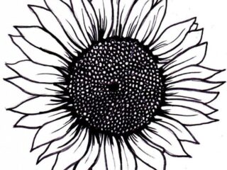 sunflower drawing 17