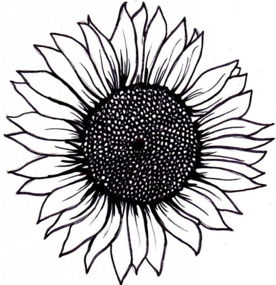 sunflower drawing 17