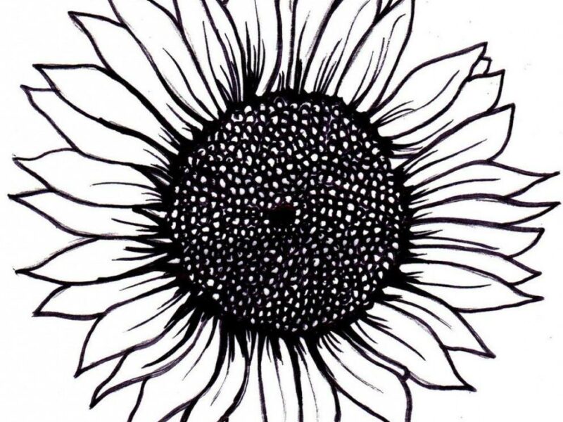 Girasol dibujo facil