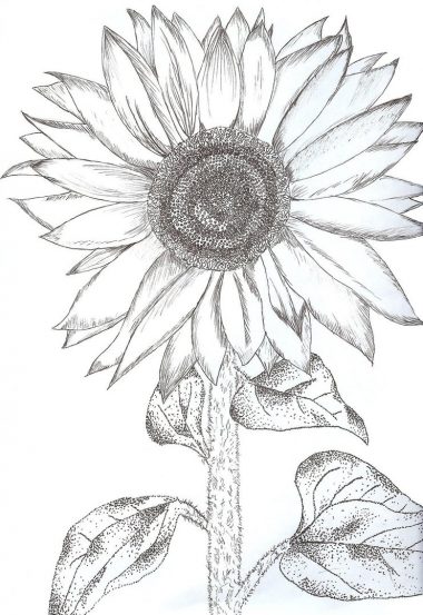 20+ Sunflower Drawing Ideas For Beginners - HARUNMUDAK