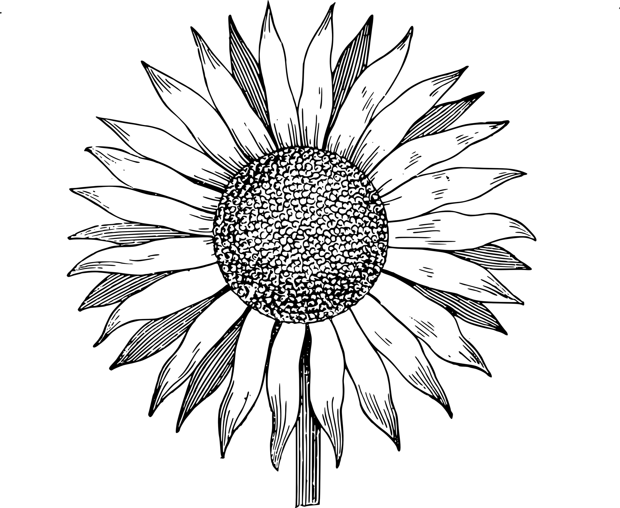 20+ Sunflower Drawing Ideas For Beginners - HARUNMUDAK