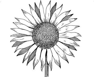 20+ Sunflower Drawing Ideas For Beginners | HARUNMUDAK