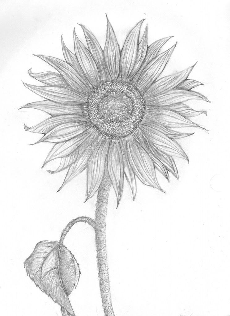 Sunflower Drawing Realistic Easy and with Pencil