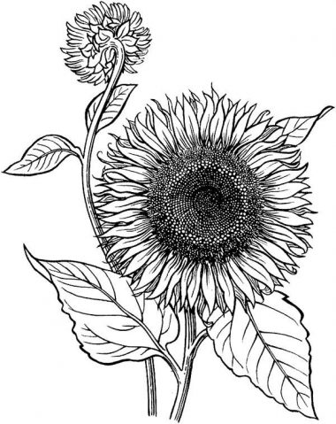 20+ Sunflower Drawing Ideas For Beginners - HARUNMUDAK