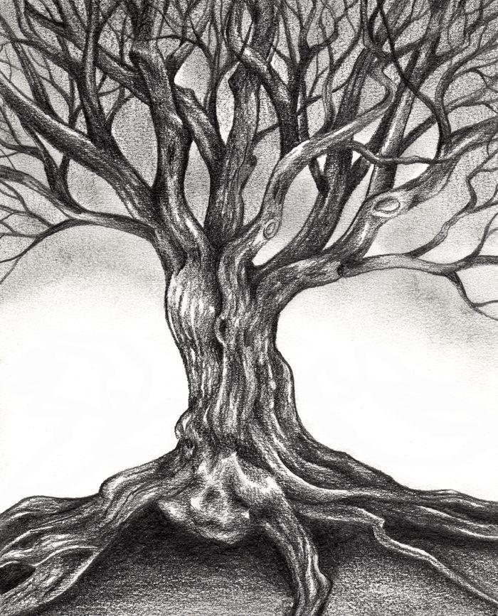 20+ Tree Drawing Ideas For Everyone HARUNMUDAK