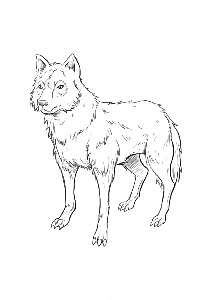 Wolf Drawing Images - Free Download on Freepik