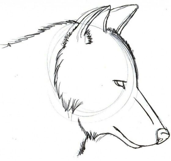 wolf drawing idea 4