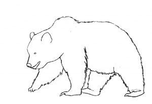 How To Draw Bear? 50+ Bear Drawing Ideas - HARUNMUDAK