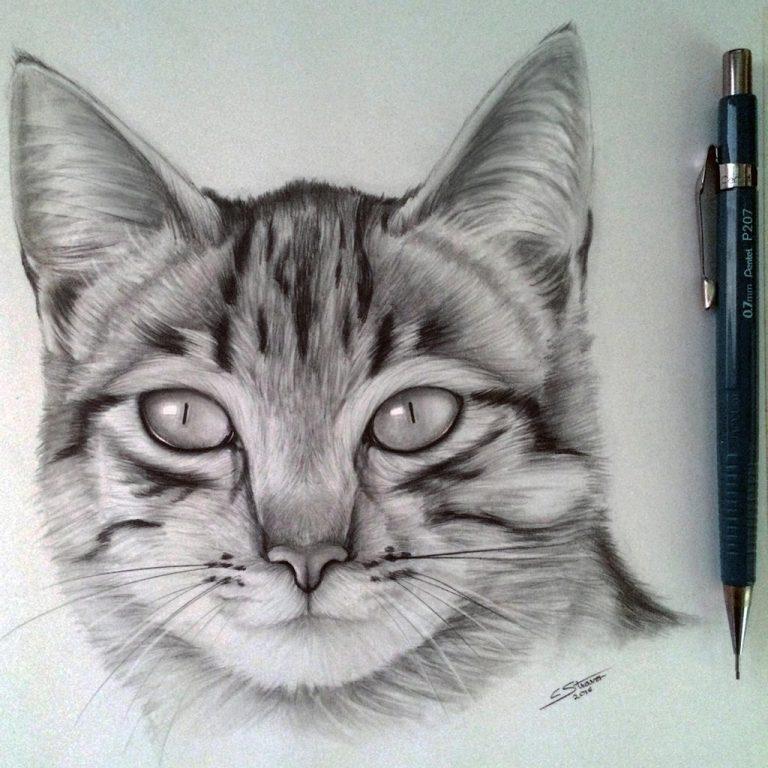 drawing easy cat