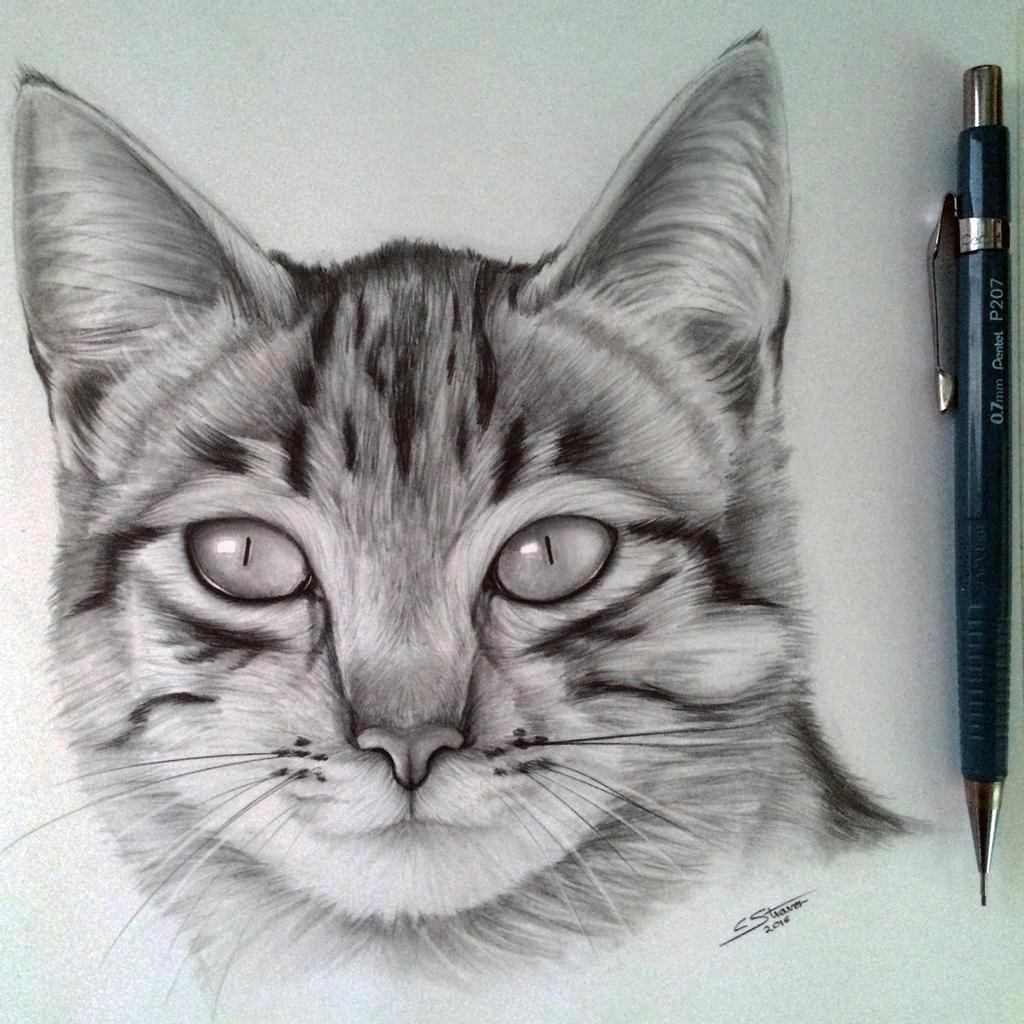 How to Draw a Realistic Cat Stepbystep  Udemy Blog