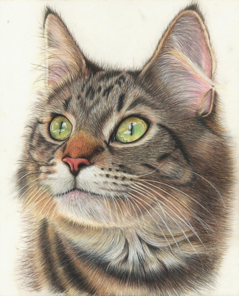 easy animal colored pencil drawings