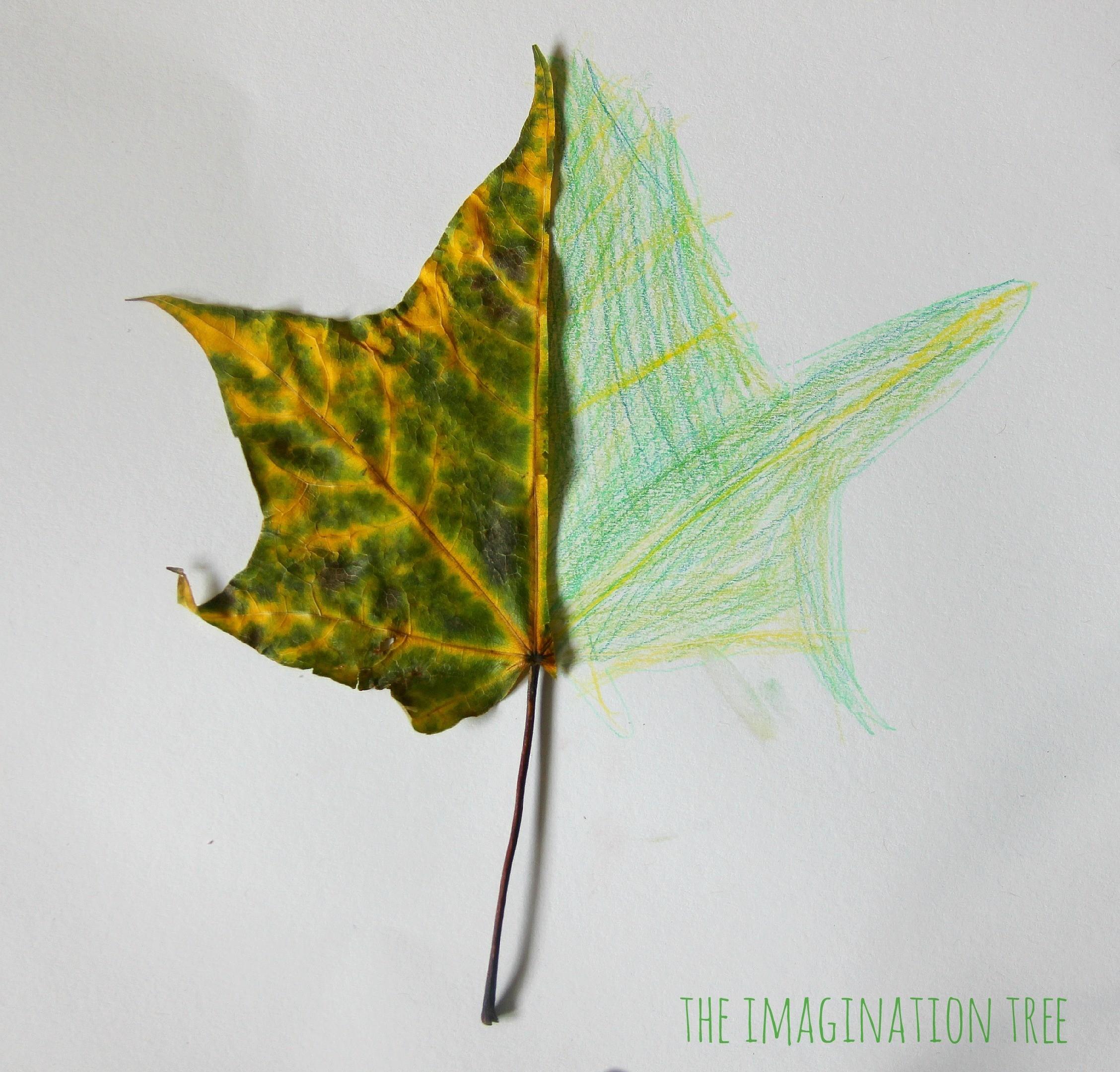 leaf-drawing-17.jpg