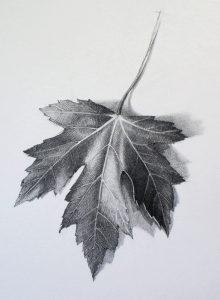 30+ Simple Leaf Drawing Ideas - How To Draw Leaf? | HARUNMUDAK