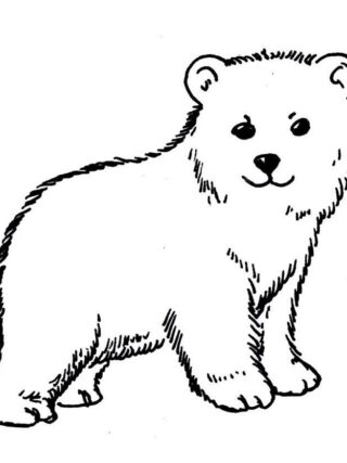 little polar bear drawing How To Draw Bear? 50+ Bear Drawing Ideas