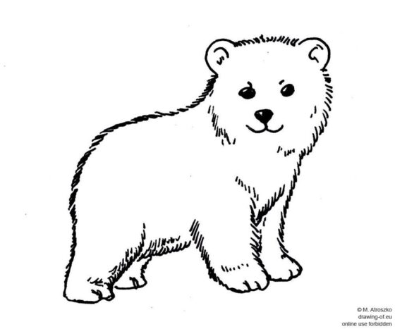 little polar bear drawing How To Draw Bear? 50+ Bear Drawing Ideas