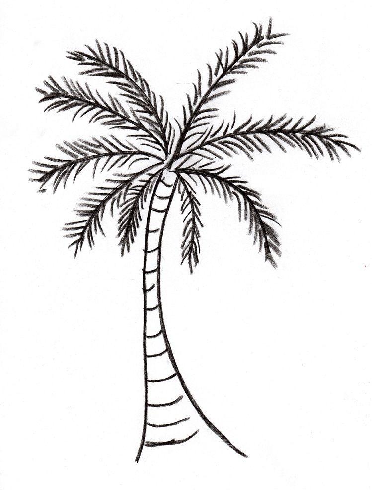 Palm Tree Dotted Drawing PNG Transparent SVG Vector  OnlyGFXcom