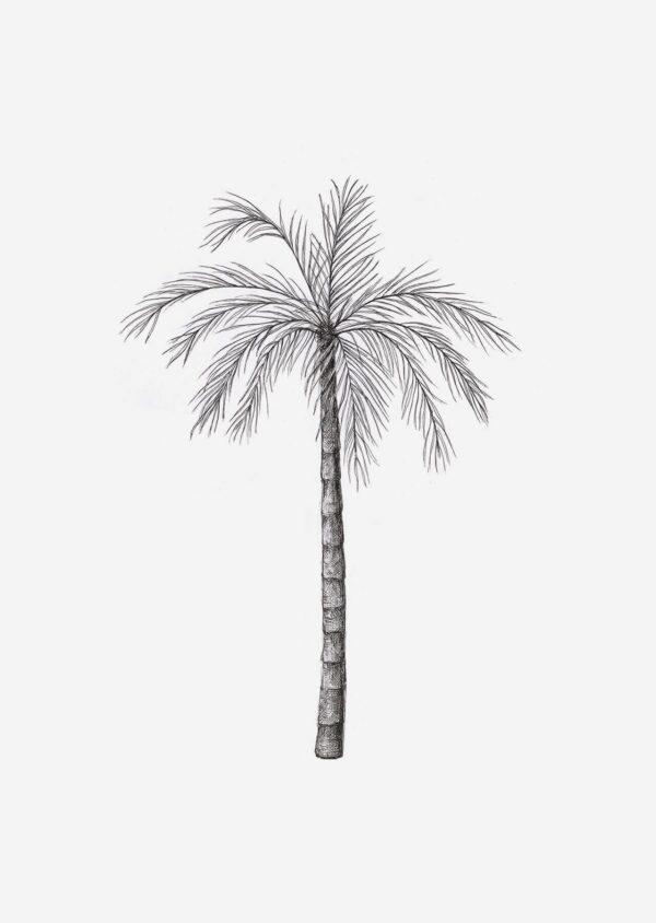 Palm Tree Drawing & Illustration Ideas - How To Draw Palm Tree ...