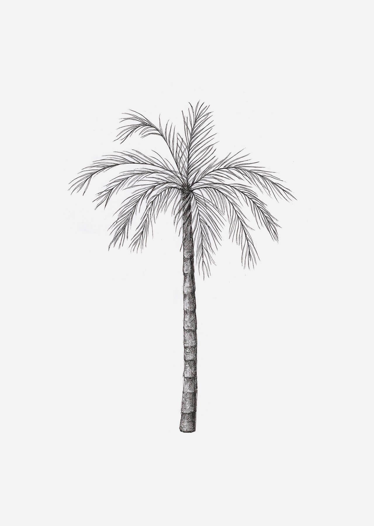Palm Tree Drawing & Illustration Ideas - How To Draw Palm Tree