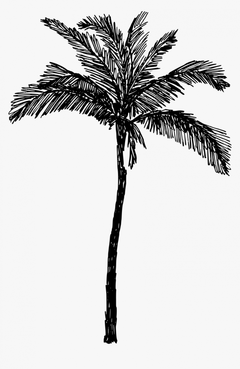 В тени финиковой пальмы
