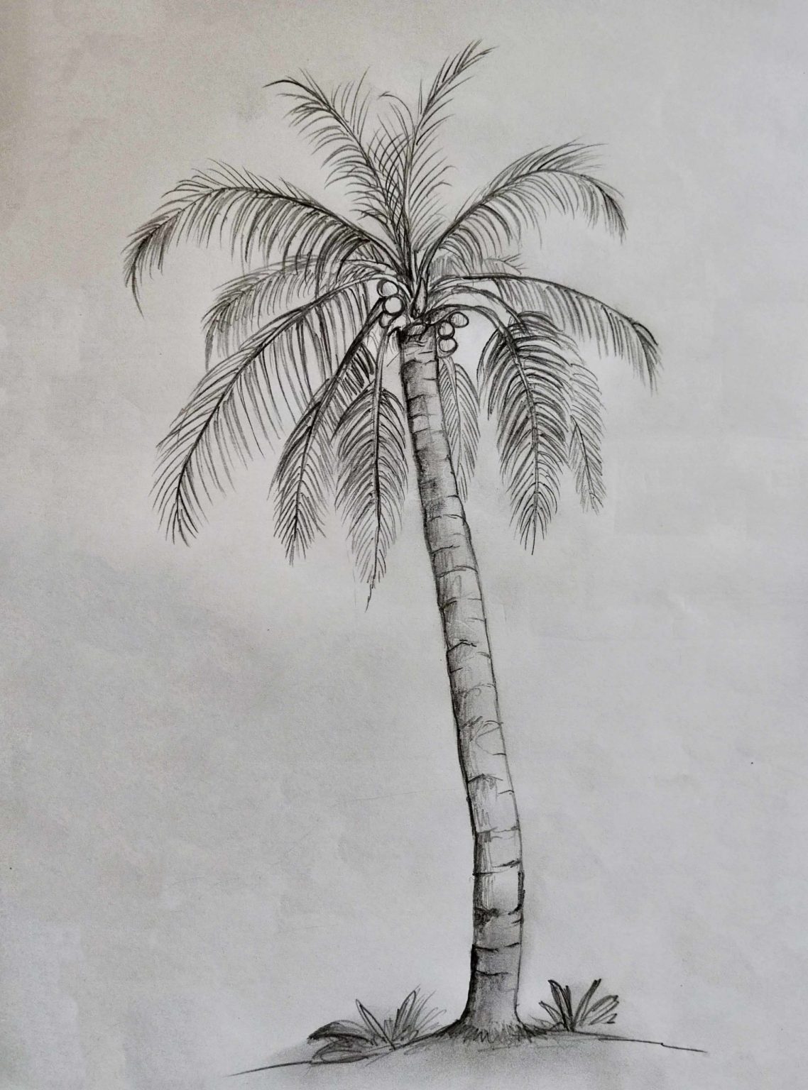 Palm Tree Drawing & Illustration Ideas How To Draw Palm Tree