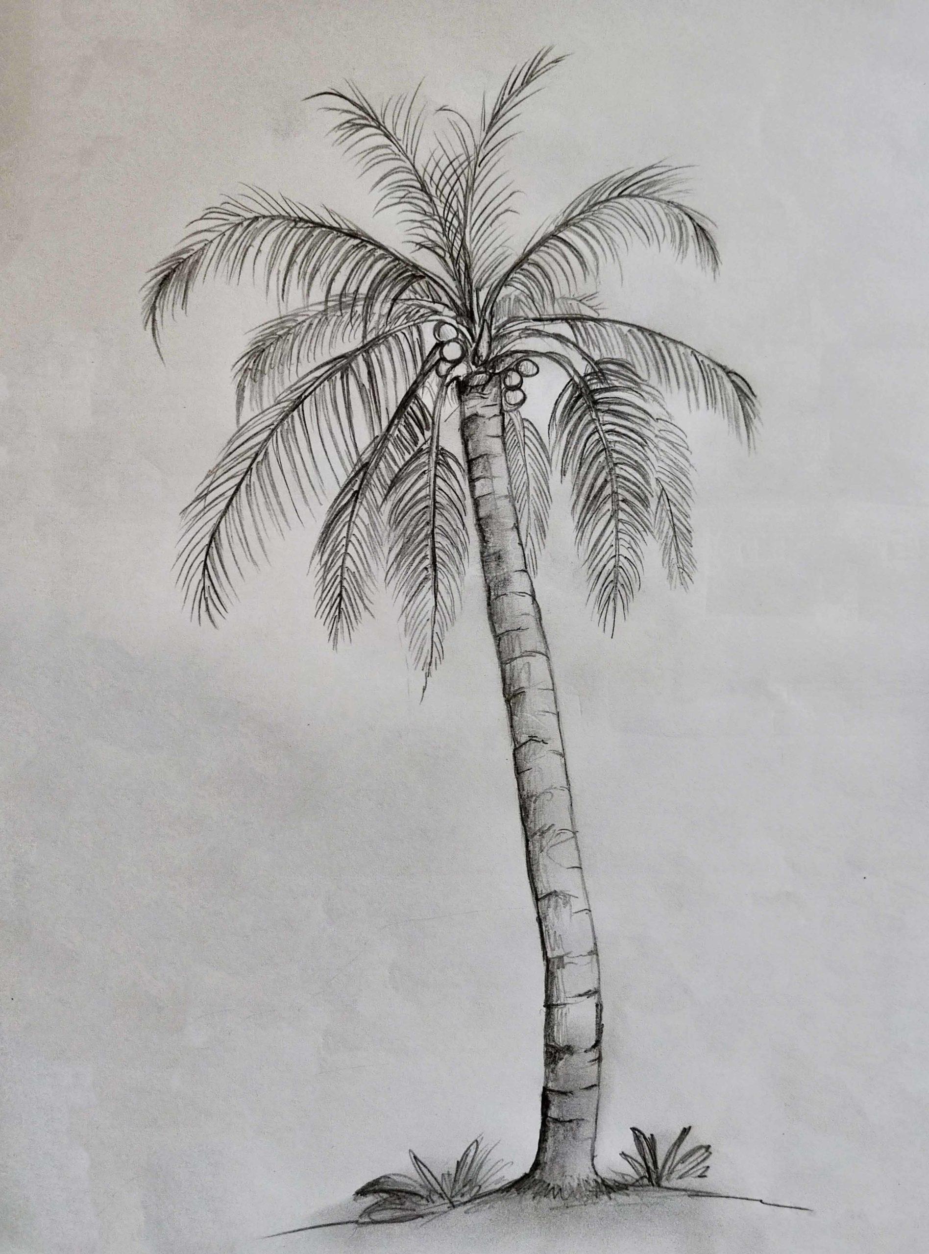 Palm Tree Drawing & Illustration Ideas - How To Draw Palm Tree 