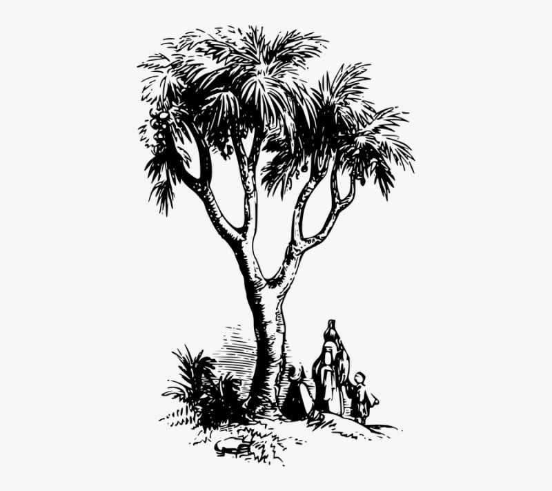 Palm Tree Drawing & Illustration Ideas - How To Draw Palm Tree