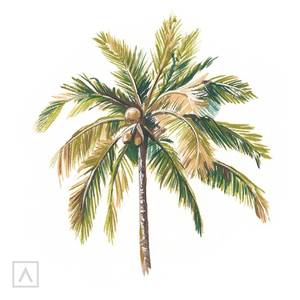 Palm Tree Drawing & Illustration Ideas How To Draw Palm Tree