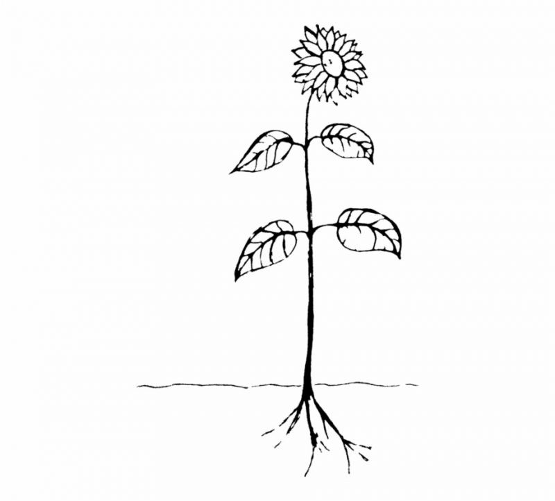 30+ Plant Drawing & Sketching Ideas in 2024 HARUNMUDAK