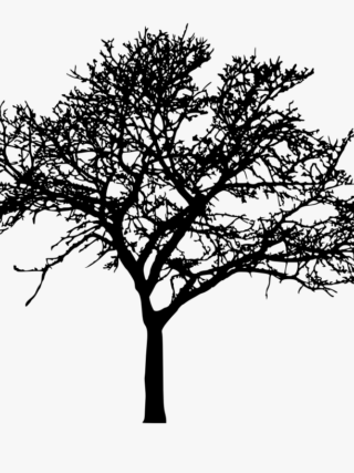 tree silhouette 1 Tree Silhouette Images & Drawings