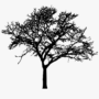 tree silhouette 1 Tree Silhouette Images & Drawings