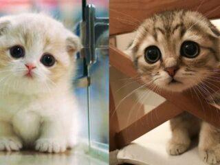 cute cat drawings 50+ Easy Cat Drawing Ideas Step By Step