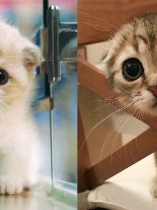 cute cat drawings 50+ Easy Cat Drawing Ideas Step By Step