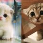 cute cat drawings 50+ Easy Cat Drawing Ideas Step By Step
