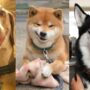 dogs How to Draw a Dog? 10+ Drawing Tutorials